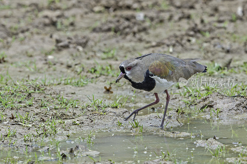 南田凫(Vanellus chilensis)是鸻形目的一种涉禽。发现于巴西的潘塔纳尔。